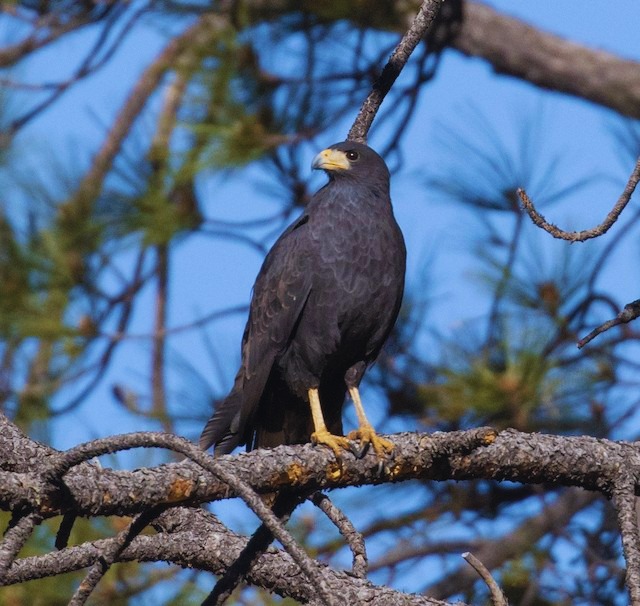 Bird Watching Lagarta Reserve - Nosara - Adventure tour in Nosara, Costa Rica