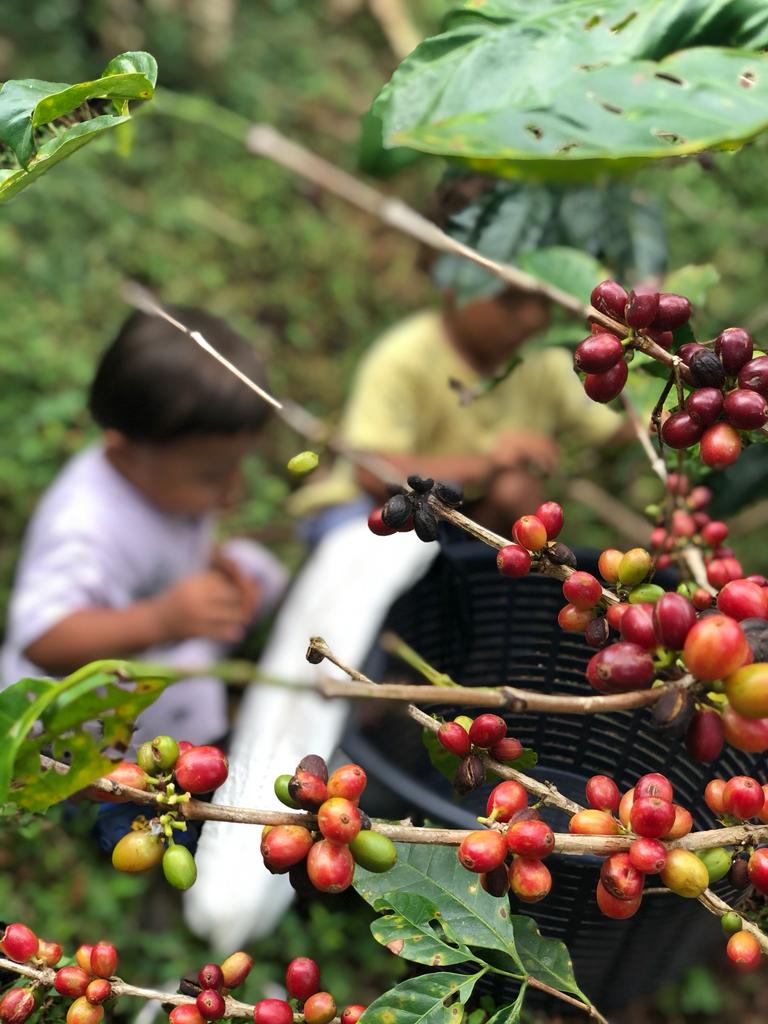Zaragoza Coffee Tour - Nosara - Adventure tour in Nosara, Costa Rica