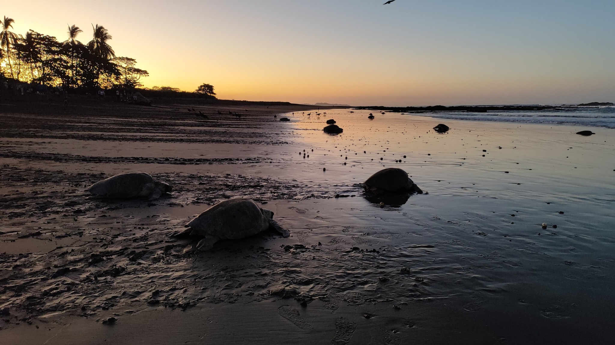 Turtle Nesting Tour - Ostional Beach - Adventure tour in Nosara, Costa Rica