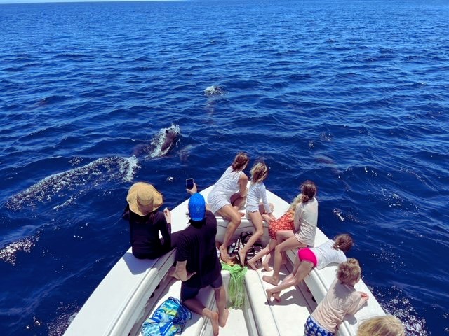 Turtles, Whales & Snorkeling Boat - Garza/Pink Island - Adventure tour in Nosara, Costa Rica